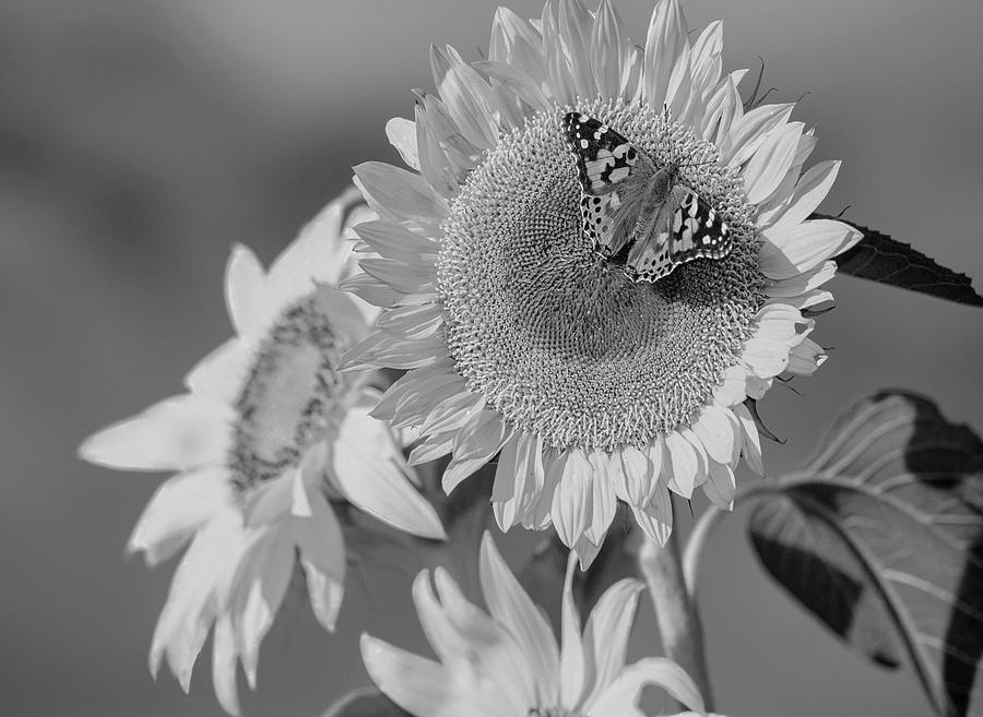 Painted Lady On Sunflowers Photograph by Tim Fitzharris