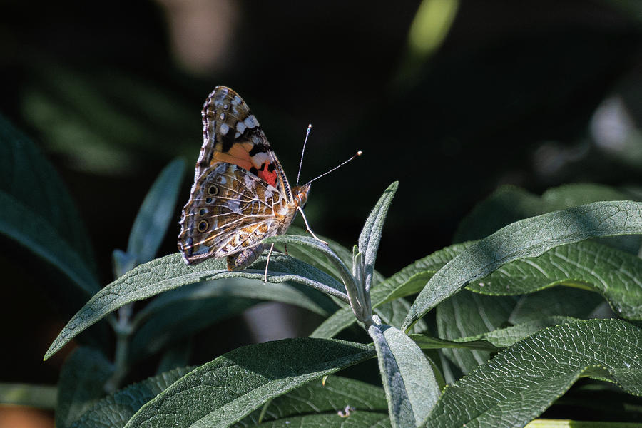 Butterfly Photograph - Painted Lady Profile by Scott Lyons
