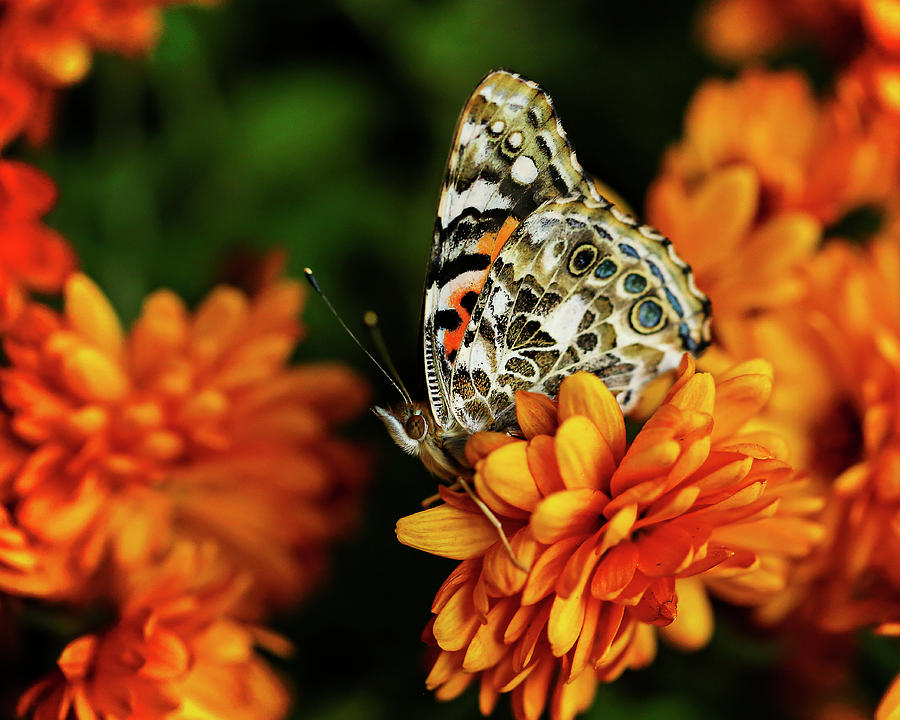 Butterfly Photograph - Painted Lady by Roslynn Long