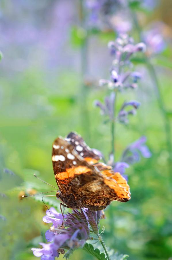 Painted Lady Photograph by Shannon Kelly