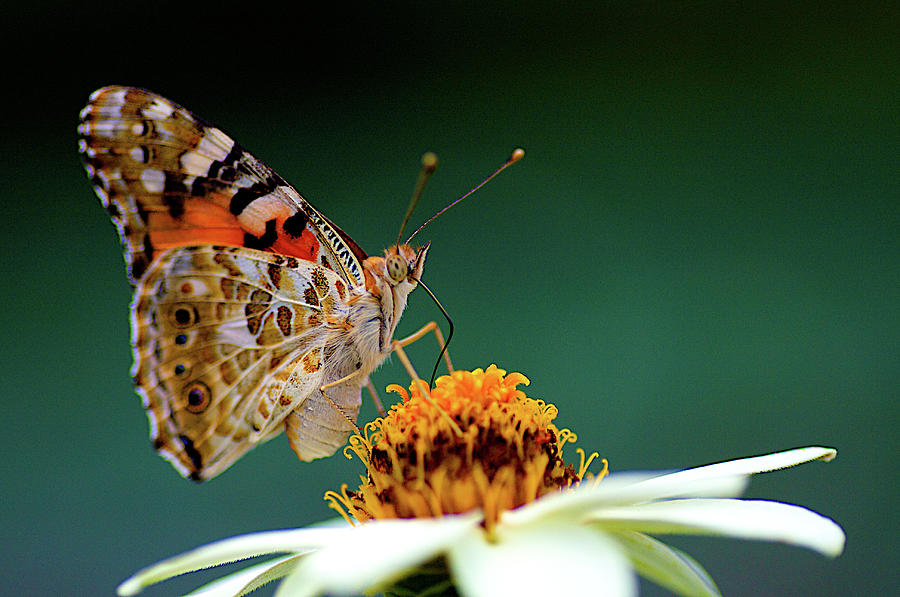 Butterfly Photograph - Painted Lady  Vanessa Cardui by Jim Mayes
