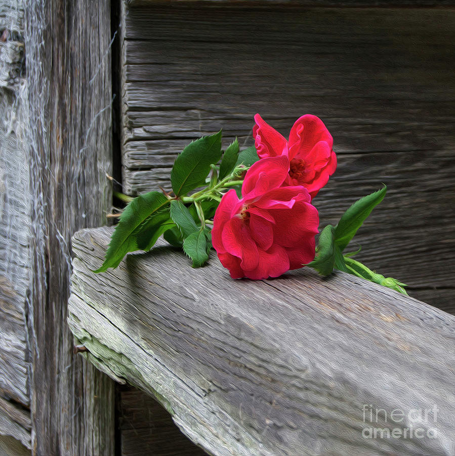 Painted Last Rose Of Summer Photograph by Skip Willits