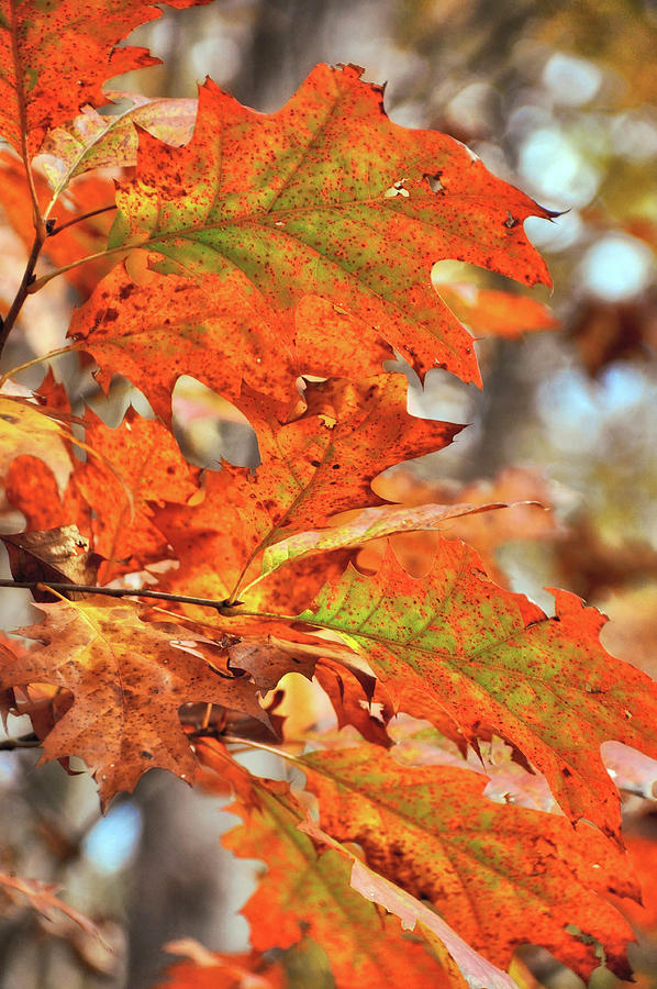 Fall Photograph - Painted Leaves by JAMART Photography