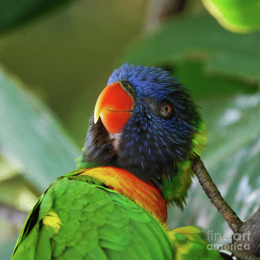 Painted Lorikeet Photograph by Skip Willits