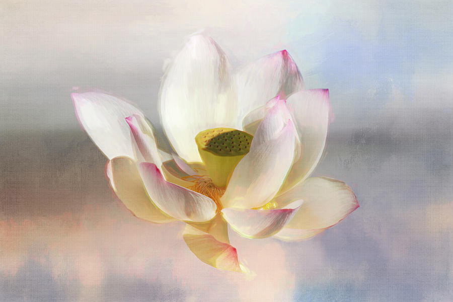 Nature Digital Art - Painted Lotus by Terry Davis