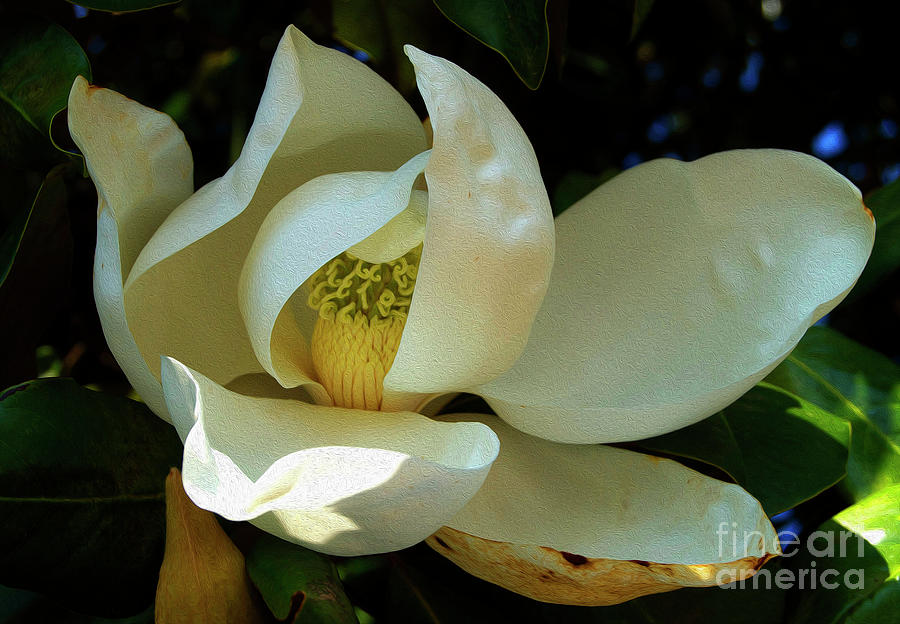 Painted Magnolia Photograph by Skip Willits