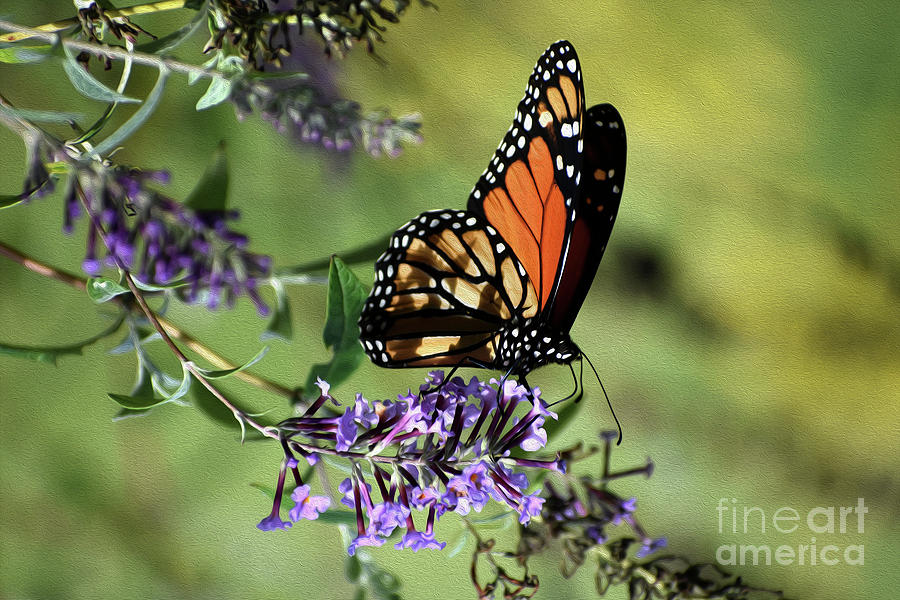 Painted Monarch At Rest  Photograph by Skip Willits