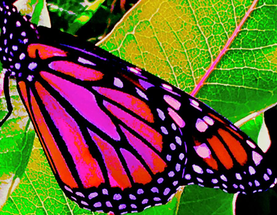 Painted Monarch Photograph by Debra Grace Addison
