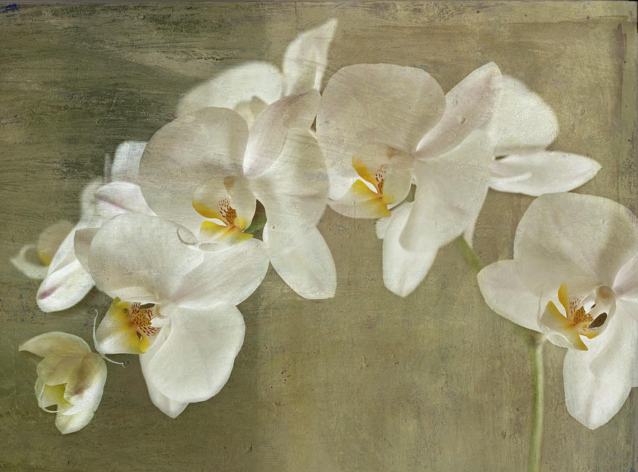 Flower Mixed Media - Painted Orchid by Symposium Design