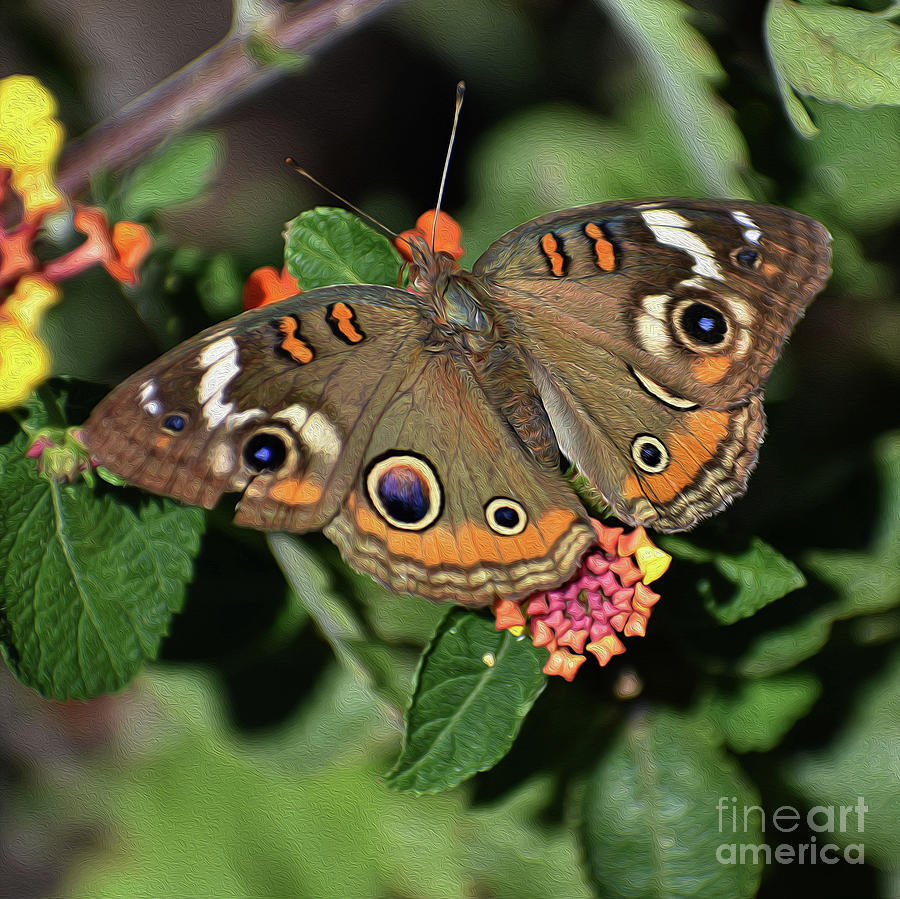 Painted Buckeye Butterfly Photograph by Skip Willits
