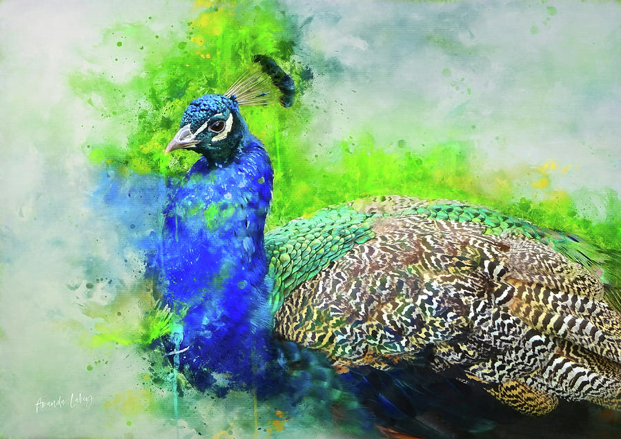 Wildlife Mixed Media - Painted Peacock by Amanda Jane