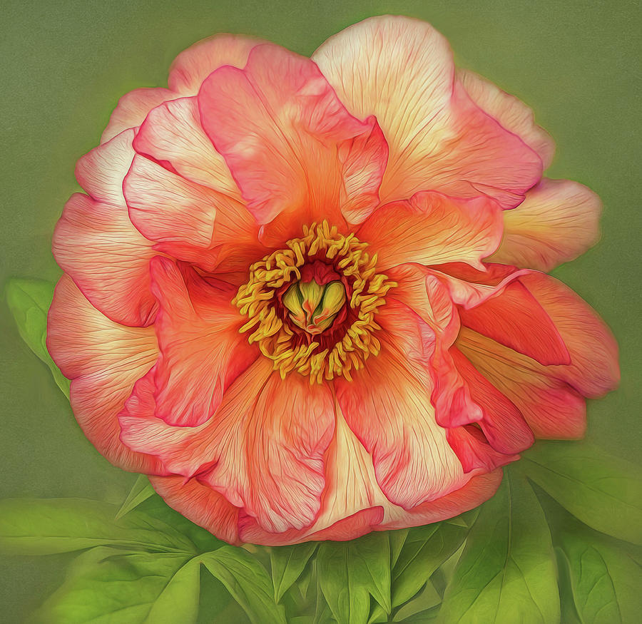 Painted Peony Photograph by Linda Szabo
