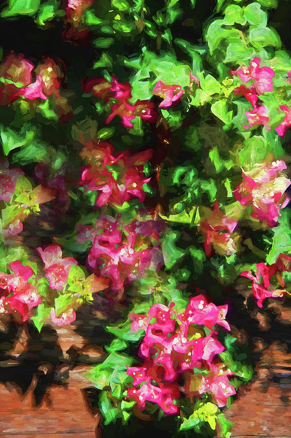 Painted Pink Bougainvillea Photograph by HH Photography of Florida