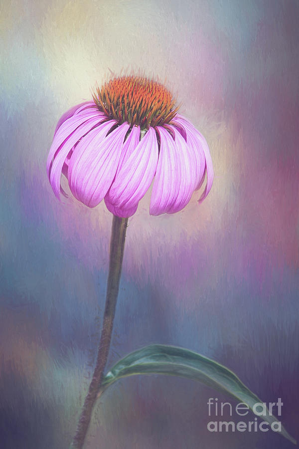 Painted Pink Coneflower Digital Art by Sharon McConnell