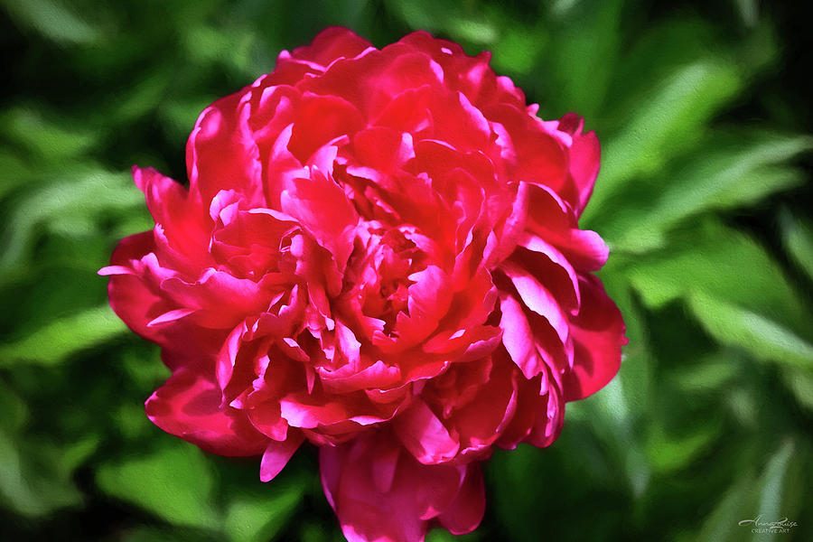 Painted Pink Peony Photograph by Anna Louise