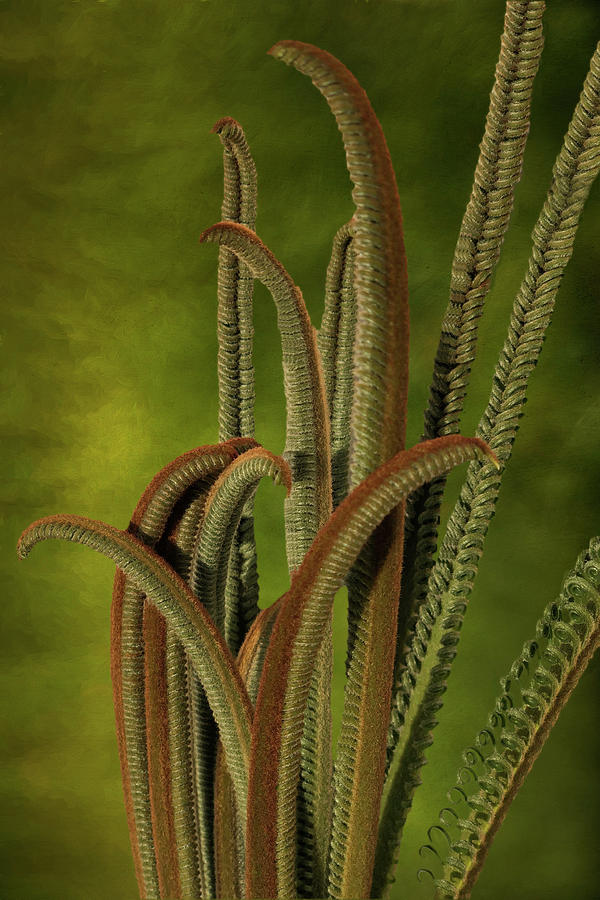 Painted Plant by Silvia Marcoschamer Painted Plant by Silvia Marcoschamer