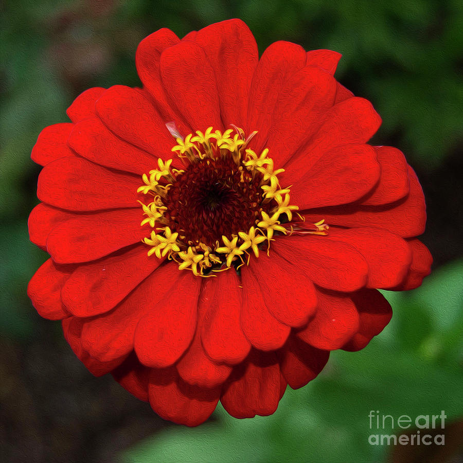 Flower Photograph - Painted Red And Gold by Skip Willits