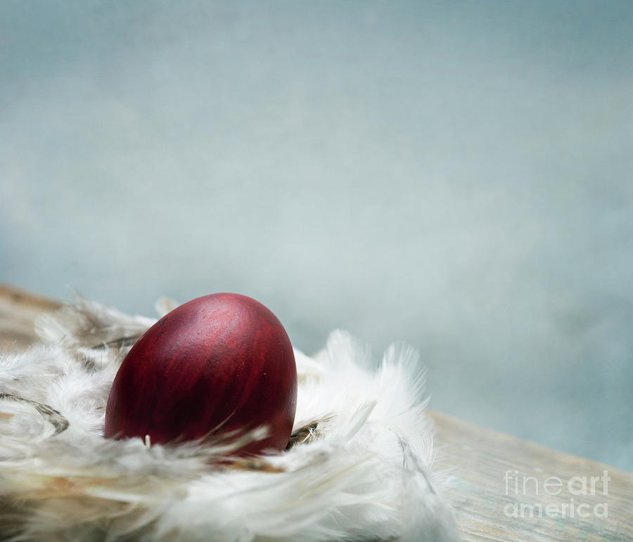Painted red easter egg in bird feather nest over vintage blue ar Photograph by Jelena Jovanovic