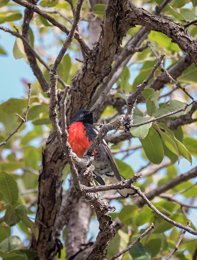 Warbler Photograph - Painted Redstart by Loree Johnson
