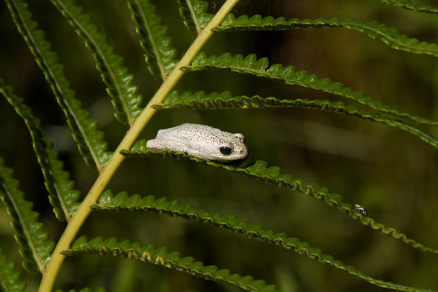 Painted Reed Frog Photograph by David Hosking