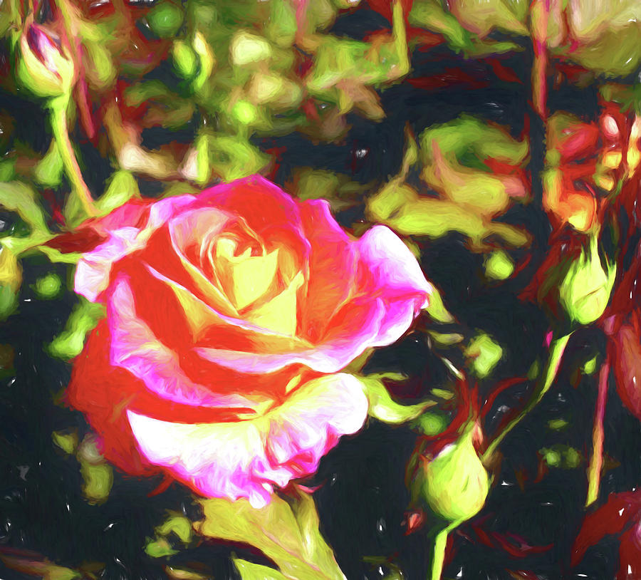 Painted Rose 92019 Digital Art by Cathy Anderson