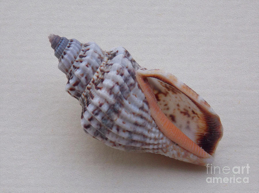Painted Shell No 24 Photograph