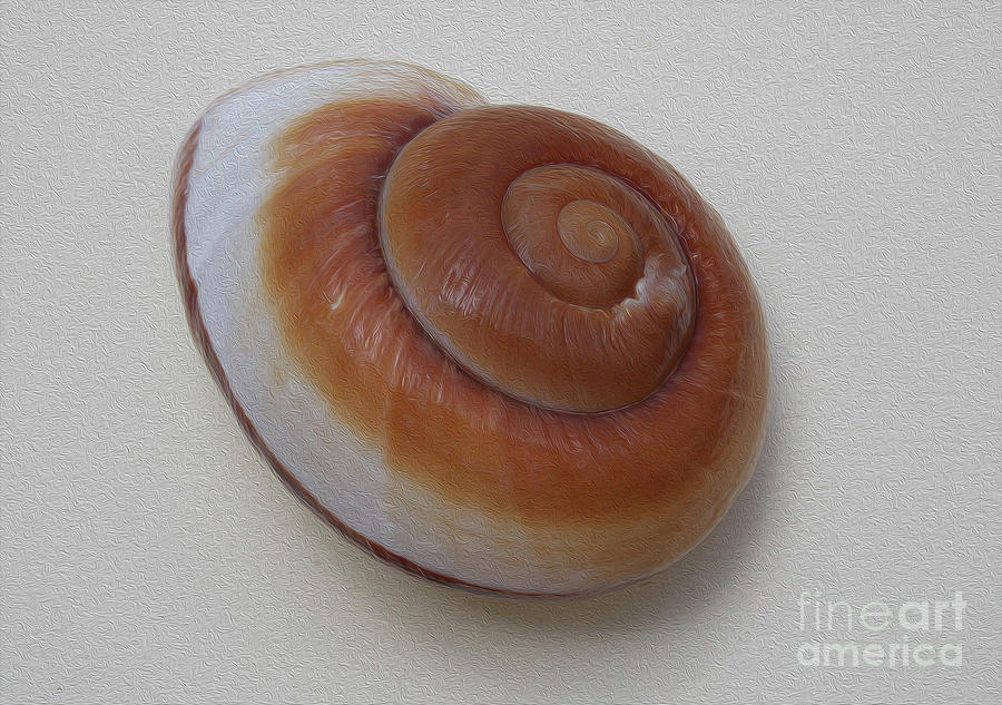 Painted Shell No 27 Photograph