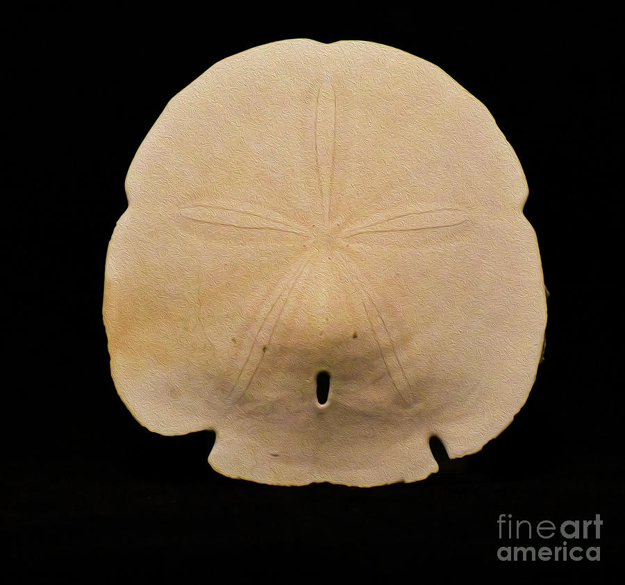 Painted Shell No 30 Sand Dollar Photograph