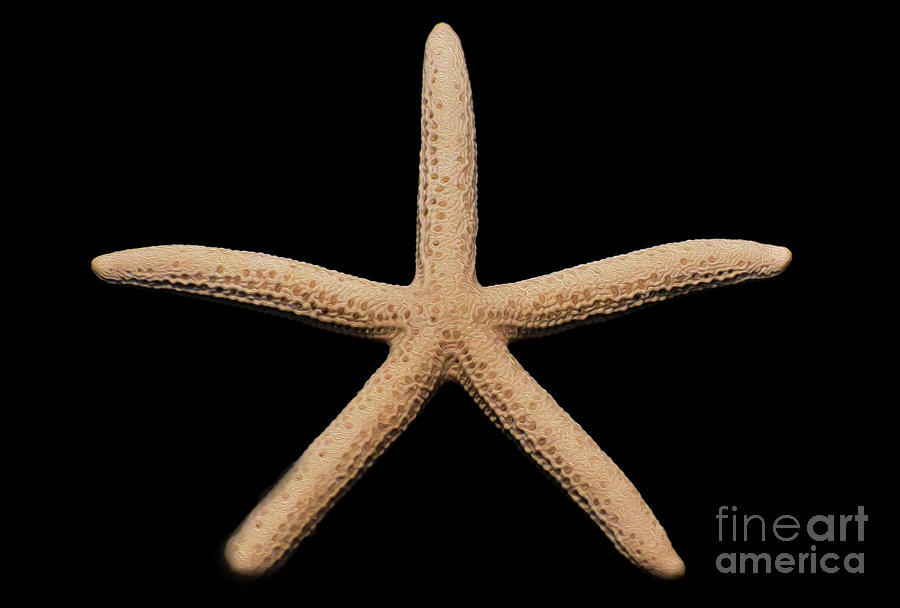 Nature Photograph - Painted Shell No 31 Starfish by Skip Willits