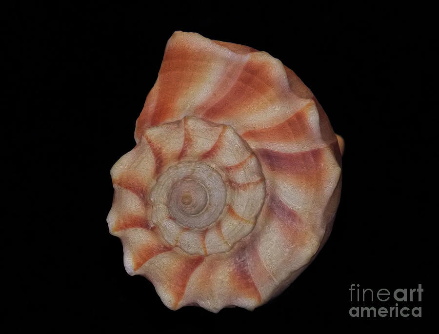 Painted Shell No. 6 Photograph by Skip Willits