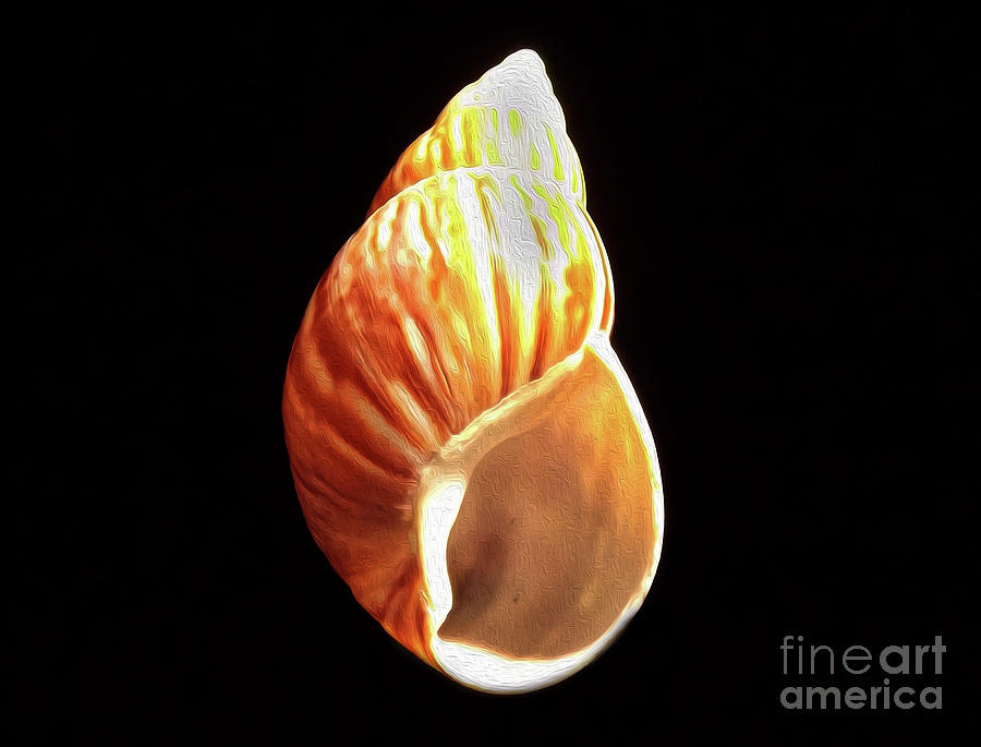 Painted Shell No. 8 Photograph