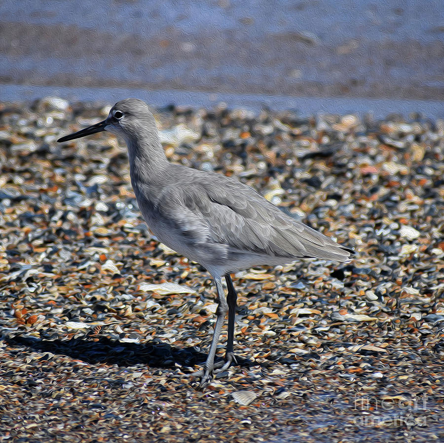 Nature Photograph - Painted Shore Bird by Skip Willits