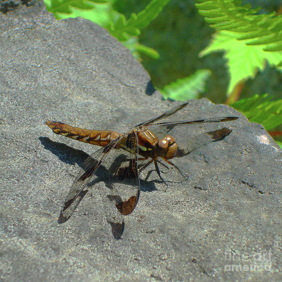 Painted Skimmer  Photograph by Amy E Fraser