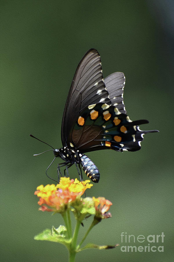 Painted Spicebush Swallowtail Photograph by Skip Willits