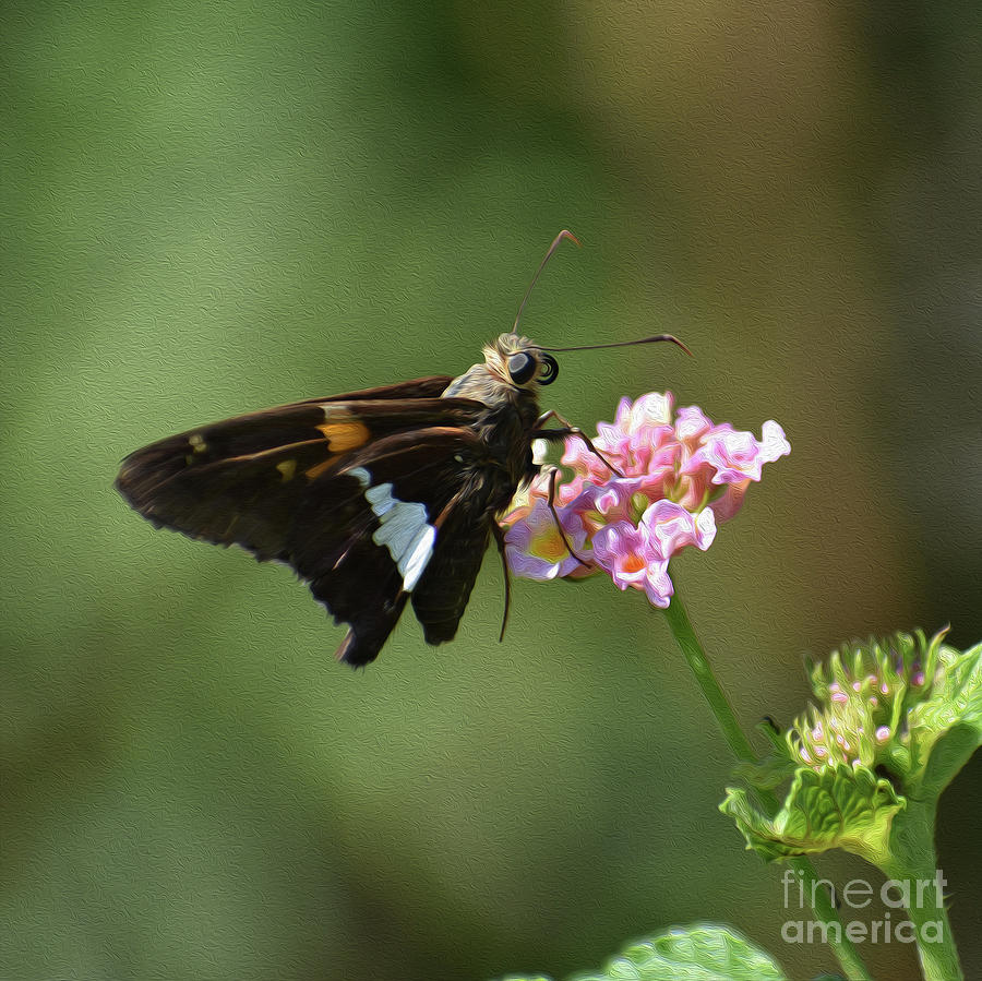 Painted Spotted Skipper Butterfly Photograph by Skip Willits