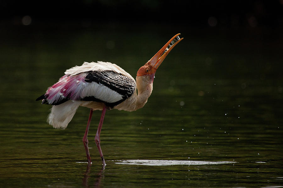 Painted Stork Photograph by (c) Niranj Vaidyanathan V.niranj@gmail.com