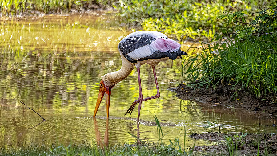 Stork Photograph - Painted Stork by Henk Goossens