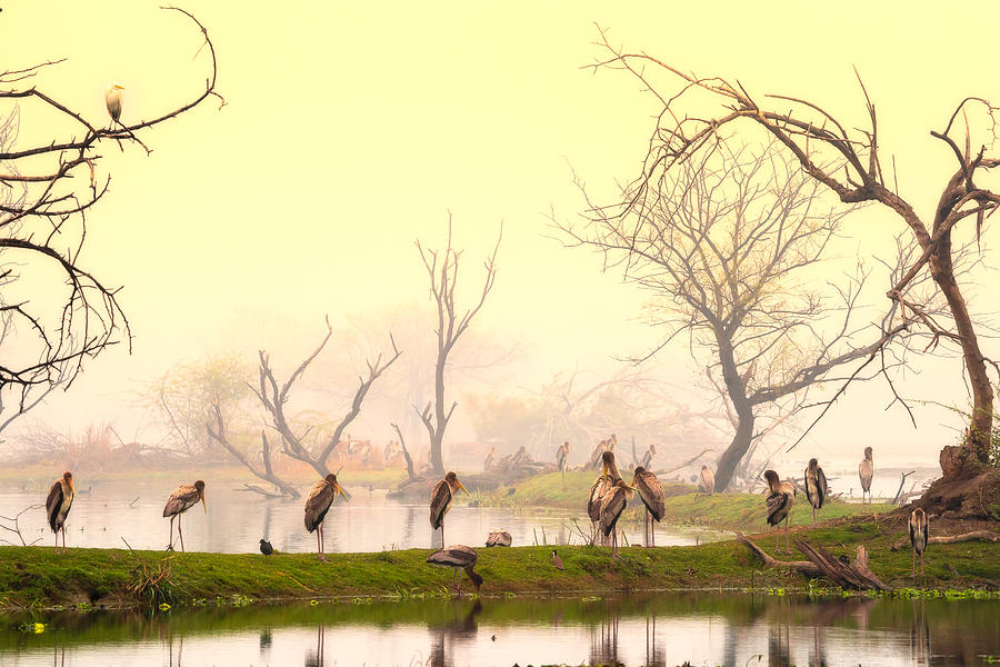 Painted Storks At Rest Photograph by Nilesh J. Bhange