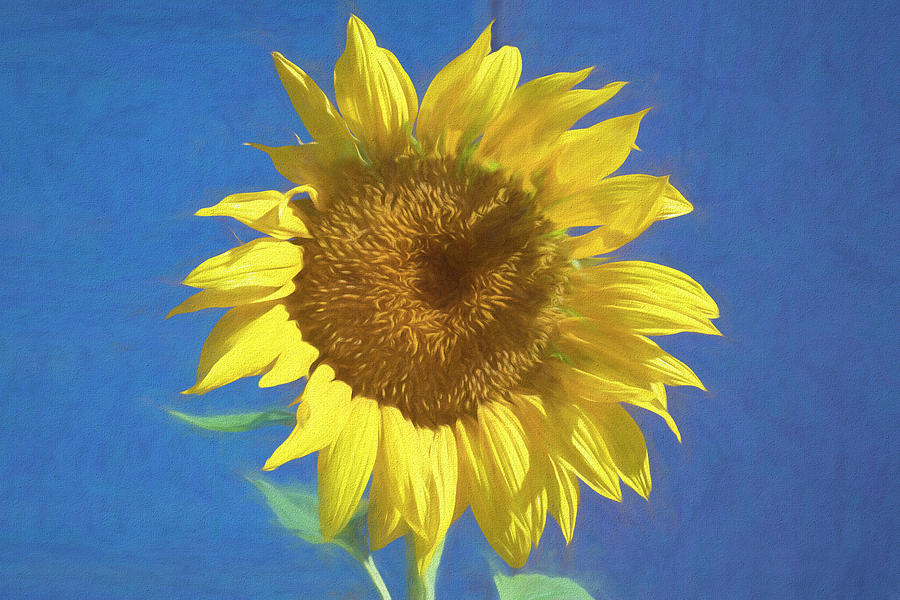 Painted Sunflower Digital Art by Alison Frank