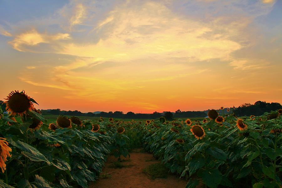 Painted Sunflowers Photograph by Catie Canetti