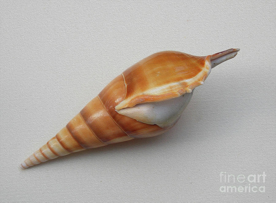 Painted Tipia Shell No 28 Photograph
