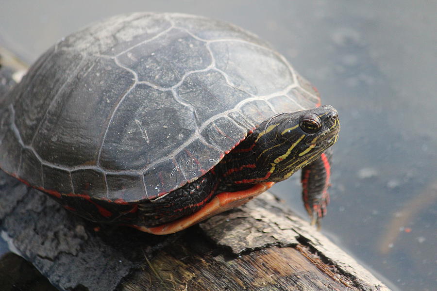 Painted Turtle in Spring Photograph by Callen Harty - Fine Art America