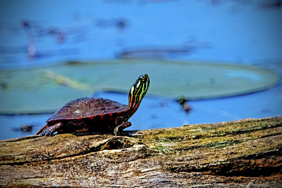 Painted Turtle Photograph by Ira Marcus