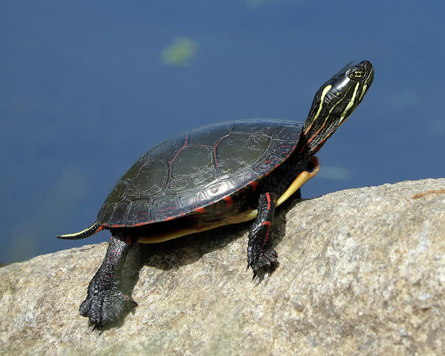 Painted Turtle On A Rock Photograph by Doris Potter