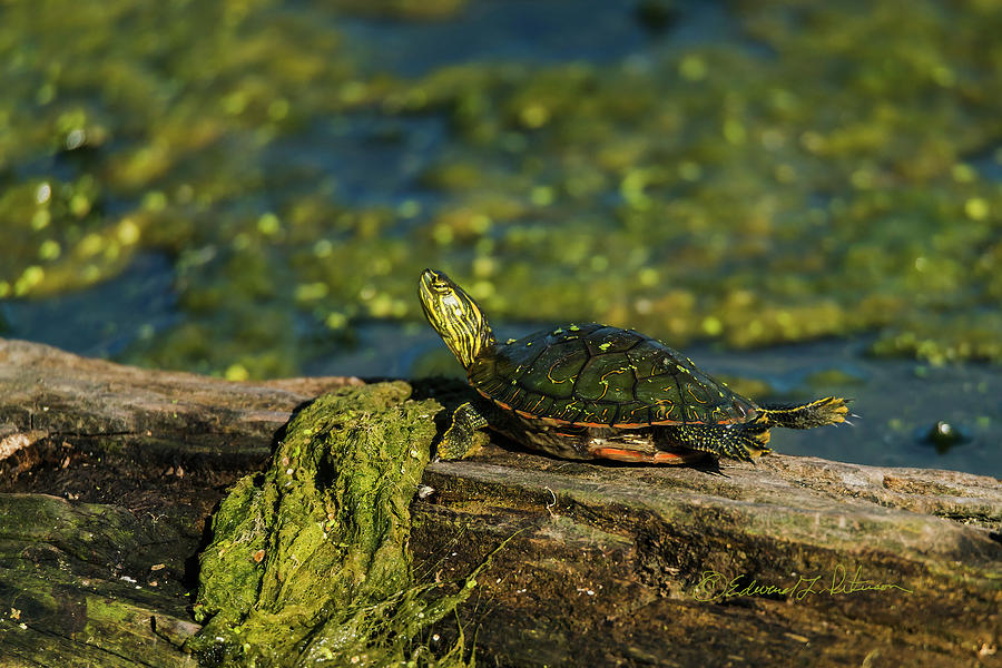 Painted Turtle Sunning Photograph by Ed Peterson