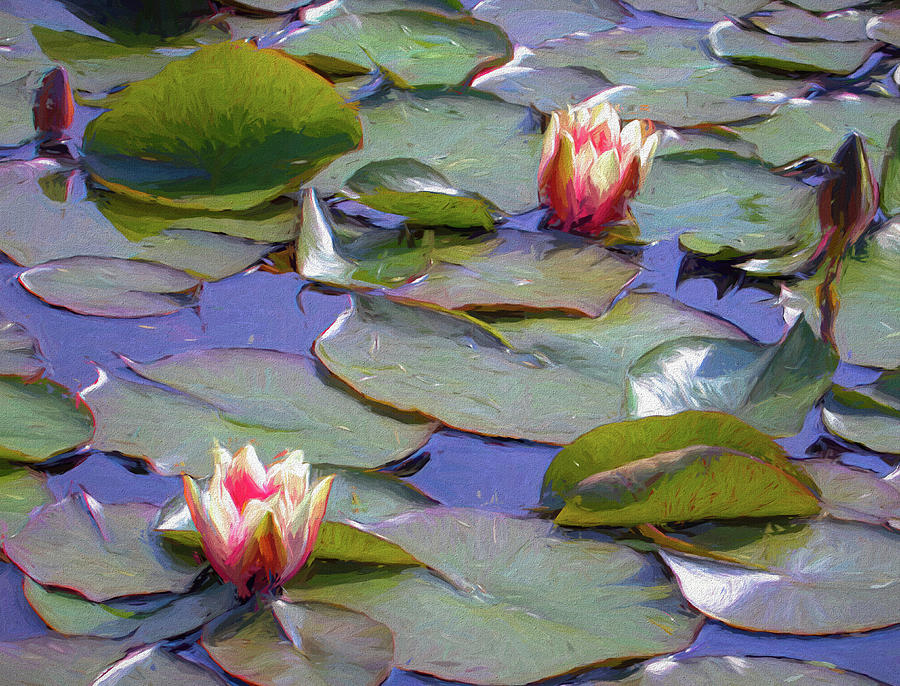 Painted Water Lilies by PAUL COCO Painted Water Lilies by PAUL COCO