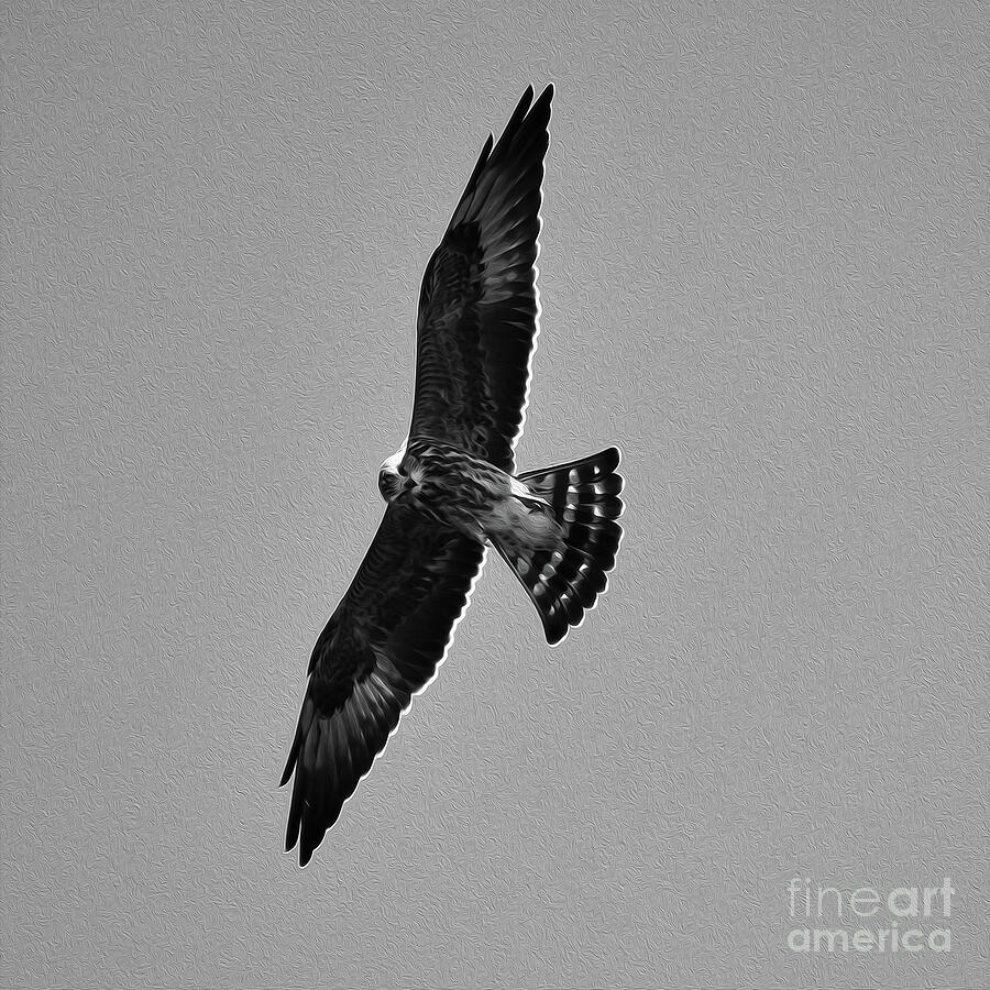 Painted Wild Perigrine Falcon 8x8 Photograph