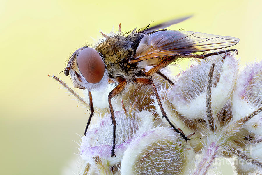 Painted-wing Tachinid Fly Photograph by Ozgur Kerem Bulur/science Photo Library