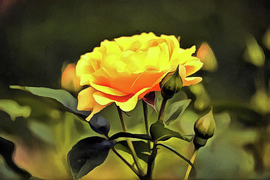 Painted yellow rose from Rutgers University garden Photograph by ...