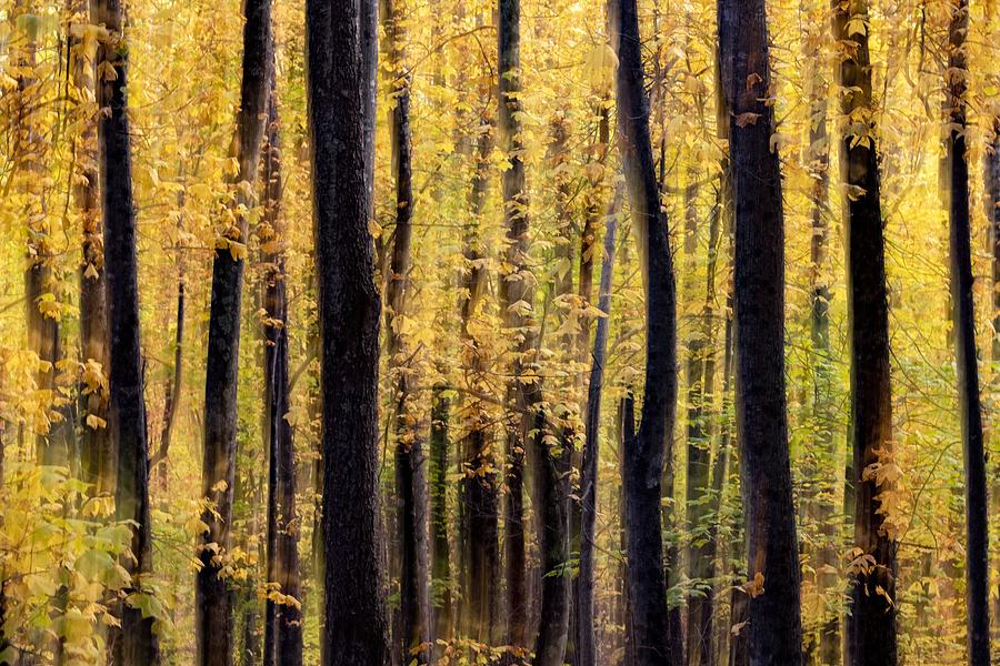 Fall Photograph - Painterly Abstract Motion Blur by Bill Gozansky